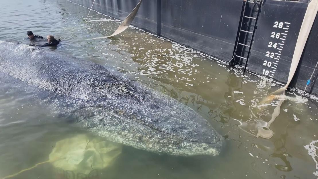 Tragic Loss: Rescued Whale Timmy Found Dead Weeks Later, Officials Caution About Potential Body Explosion