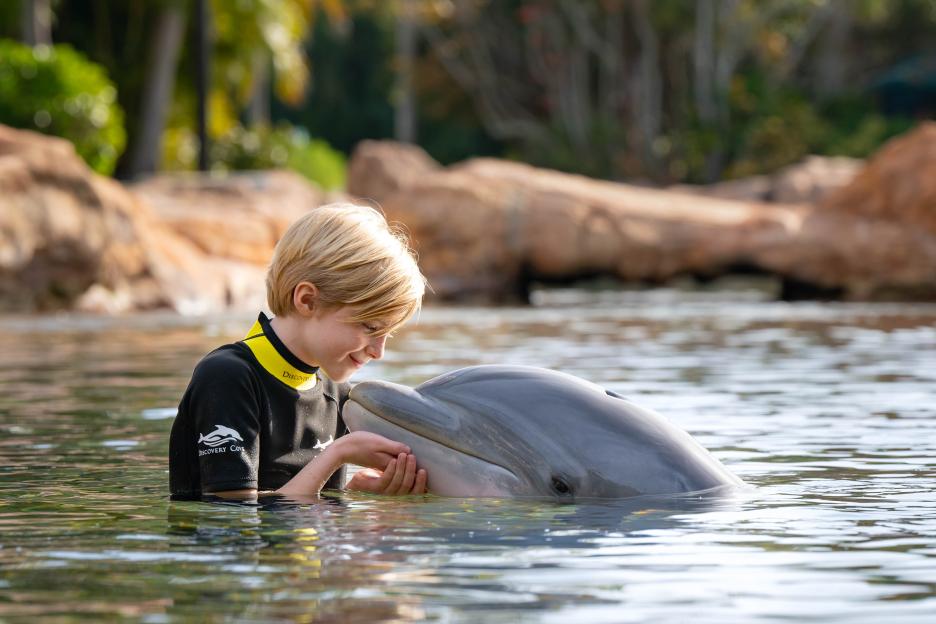 A person in a wetsuit interacting with a dolphin in the water.