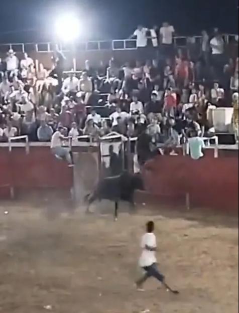VIDEO: Several injured as bull leaps into crowd at ¿bullfight¿ and runs amok