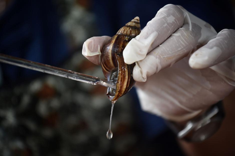 A gloved hand holds a large snail as clear liquid is collected with a pipette.