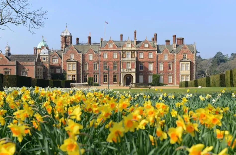 A view of Sandringham Estate with blooming yellow daffodils in the foreground.