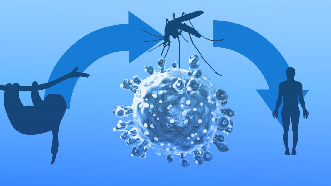 a mosquito is hanging from a tree branch above a virus