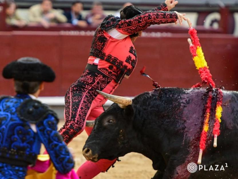 A matador in a red and black suit stabs a bull with banderillas.
