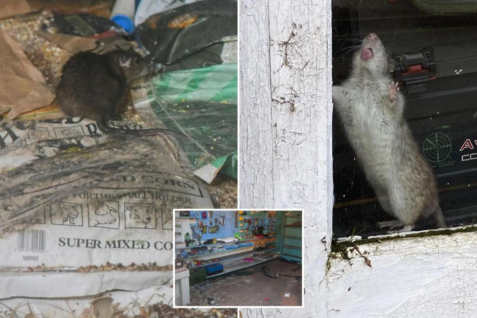 'Feral Rat Invasion: Our Town Faces Swarms That Lick Shop Windows and Wreck Cars!'
