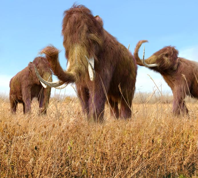 Woolly Mammoths Grazing In Grassland