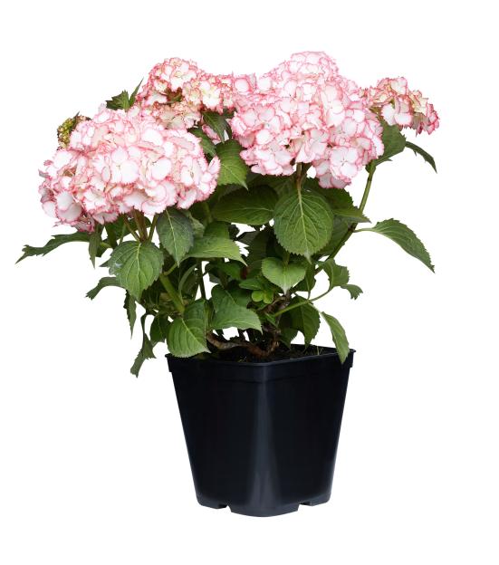 Hydrangea in a black pot, isolated on a white background.