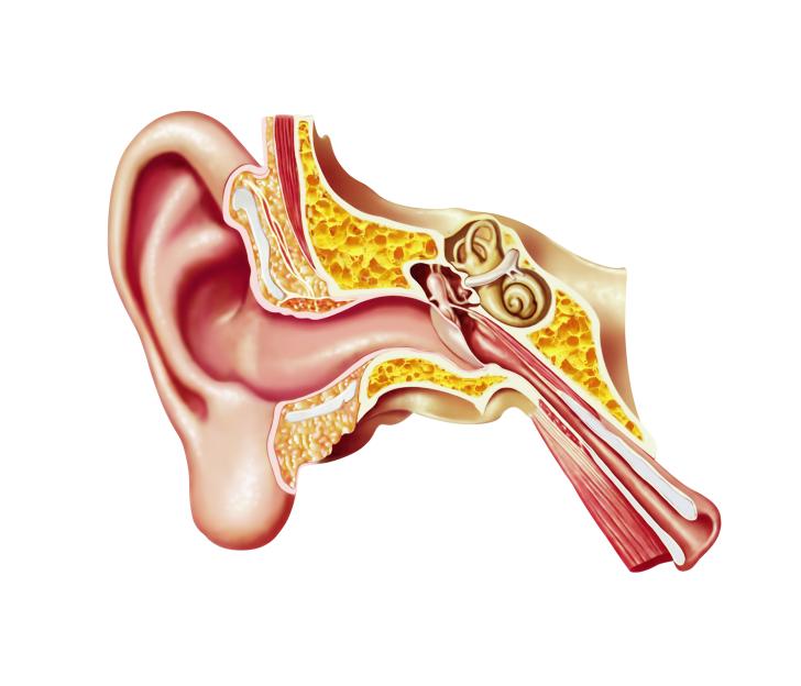 Human ear anatomy, artwork
