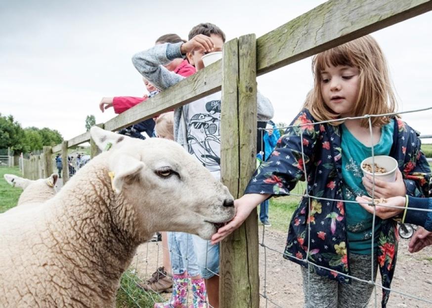A young girl feeds a sheep through a fence, while other children watch from behind a wooden rail.