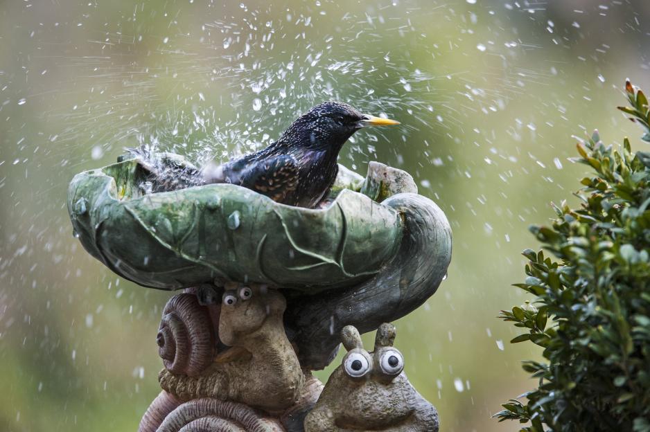 Common Starling splashing water in a birdbath shaped like a leaf, atop a snail statue.