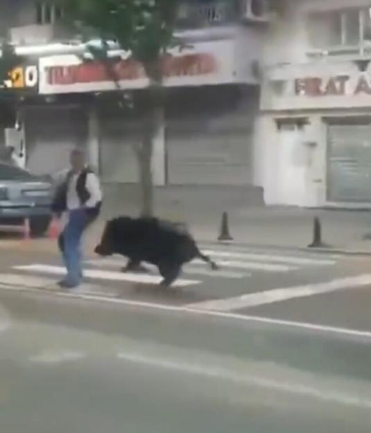 VIDEO: Wild boar injures three after tearing through city ¿like a tank¿