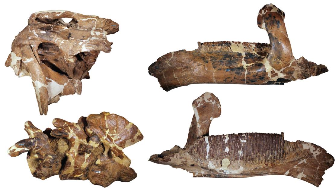 Collage of four dinosaur fossil pieces including parts of a skull, jaw, and vertebrae.