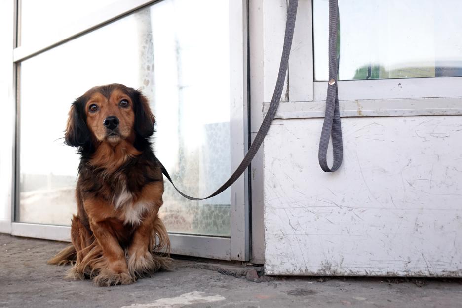 A brown and black dog tied with a leash to a building.