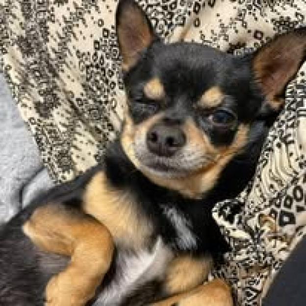 Wojtek and Chris with their pets