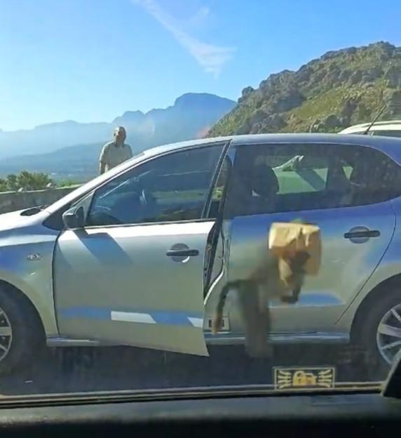 Watch as Bold Baboon Raids Car for KFC and Shares Feast with Primate Crew in Front of Stunned Driver!