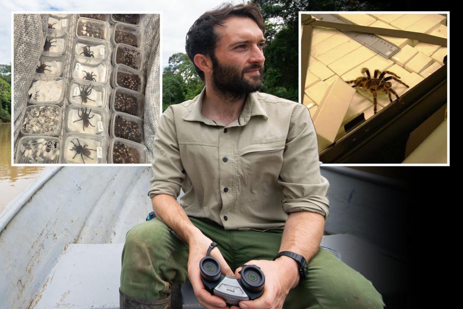 Unveiling the Multi-Million Pound SPIDER Trafficking Trade: How Smugglers Bring Venomous Tarantulas to the UK for Pet Lovers