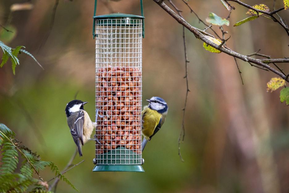 Urgent Warning for Brits: Remove Bird Feeders from Gardens Due to Disease Risk