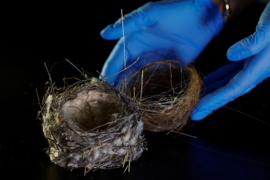 War museum employee shows bird's nests made with fragments of optic fibre, in Kyiv