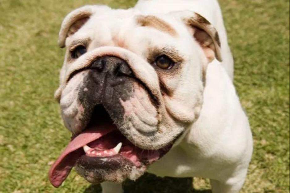 A small bulldog standing in a grassy park in the summer, his tongue hanging out of his mouth.