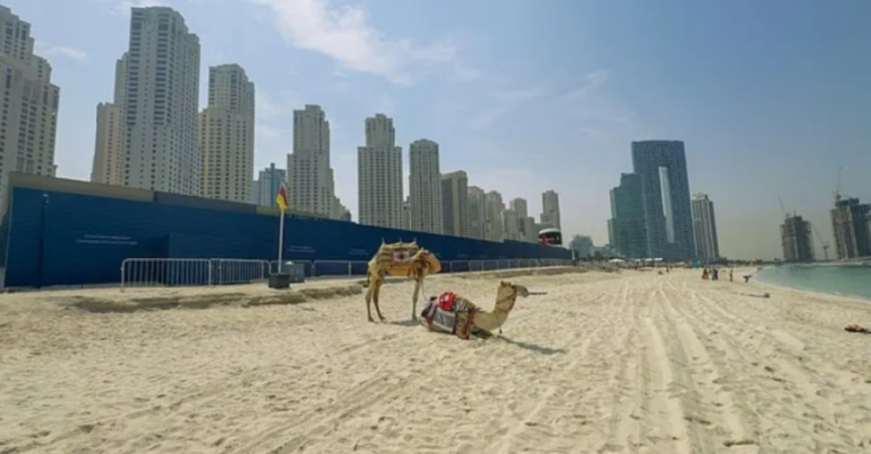 Two camels on a sandy beach with city buildings in the background.