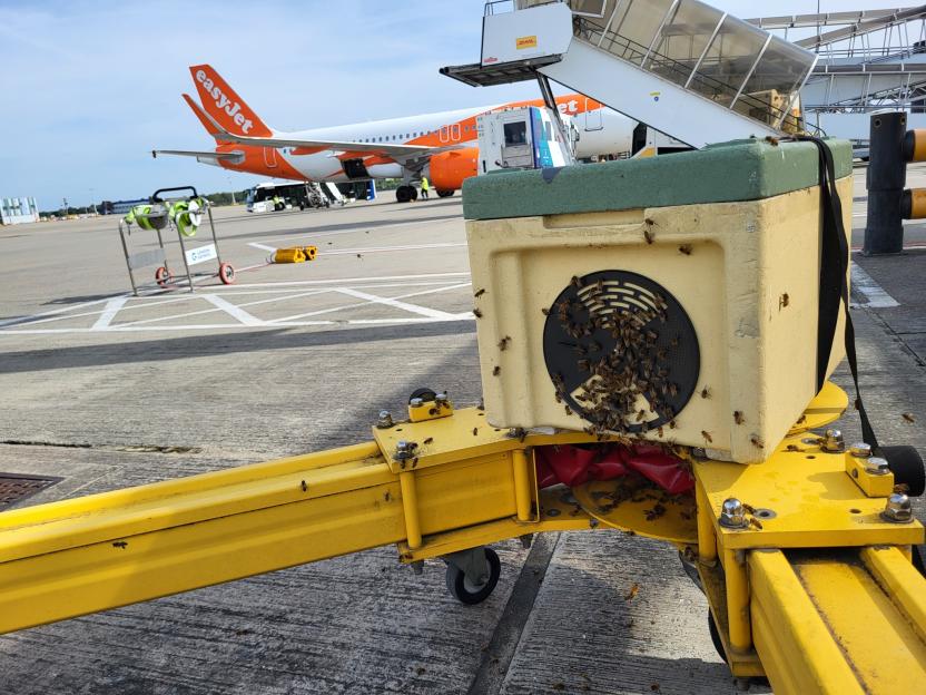 Bee Swarm Grounds Britain’s 2nd Largest Airport for 6 Hours!