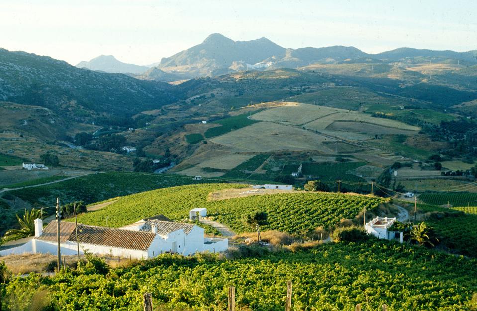 Vineyards and mountains in Manilva, Andalucia, Southern Spain.