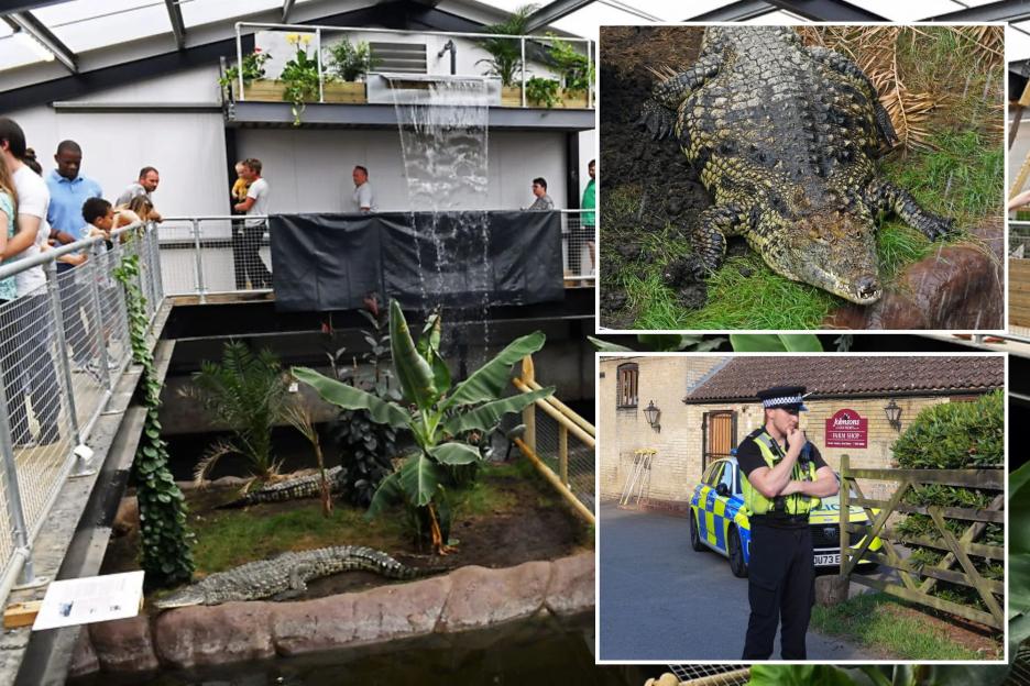 'Chilling Screams Erupt as 3-Year-Old Boy Falls into Crocodile Pit, Prompting Sudden Zoo Evacuation'