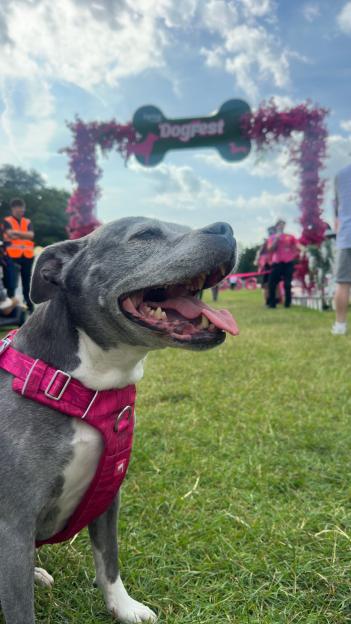 A gray and white dog wearing a pink harness sits on green grass with the "DogFest" sign in the background.