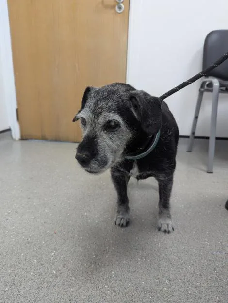 David's elderly dog, Milo.