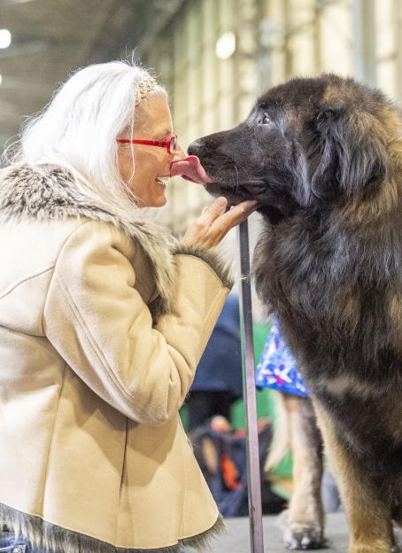 A woman with white hair wearing red glasses, a beige coat, and a furry collar holds a large Leonberger dog's snout as it licks her face.