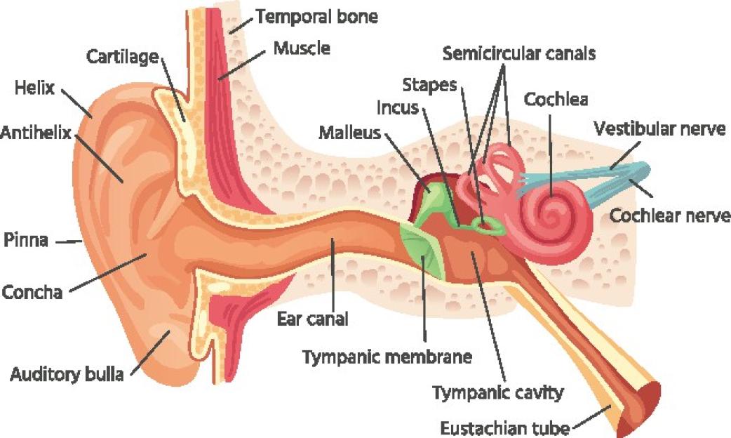 Illustration of the anatomy of the human ear, showing the outer, middle, and inner ear structures with labels for each part.