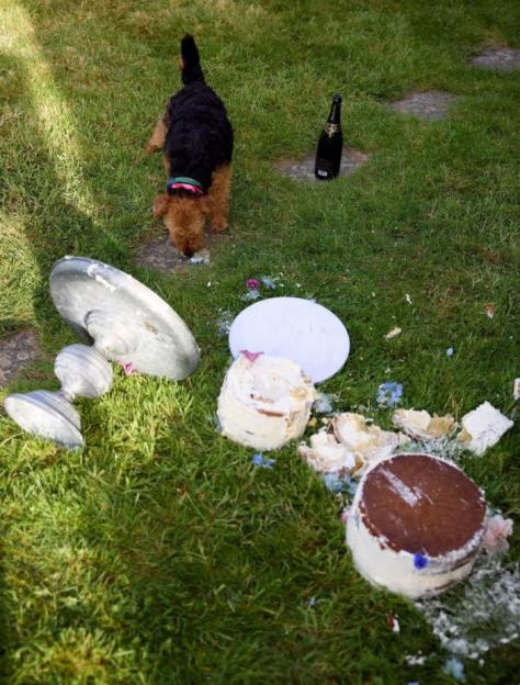 A dog sniffing a toppled cake stand and scattered cake on the grass with a champagne bottle nearby.