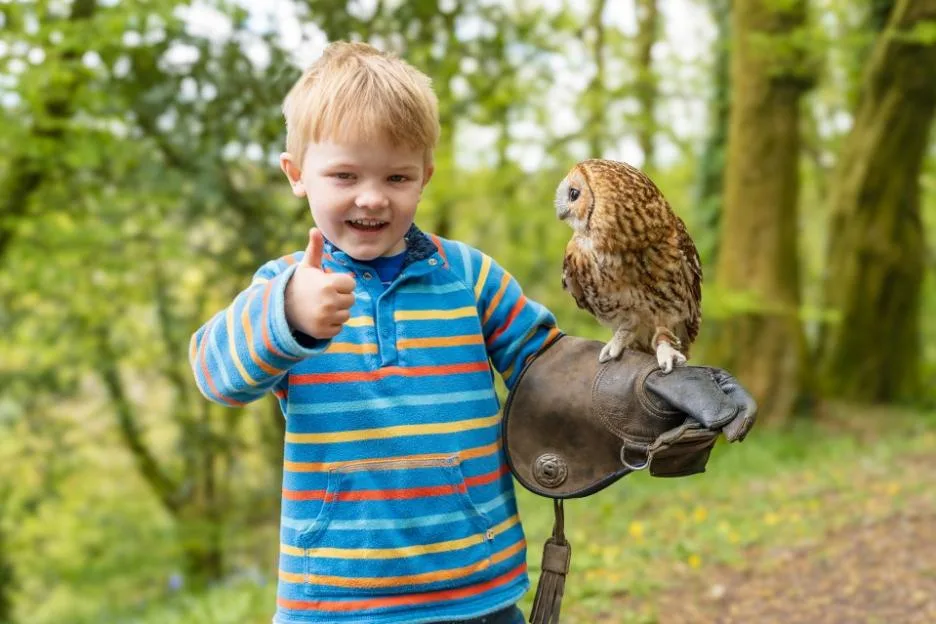 A young boy smiling and giving a thumbs up while holding an owl on a falconry glove.