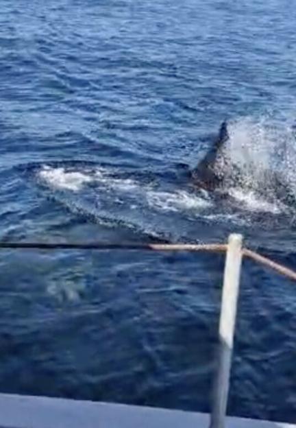 'Family Stunned as 30-Foot 'Shark' Makes Shocking Appearance Off UK Coast'