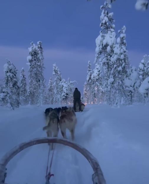 Husky-drawn sleigh ride in a snowy forest at dusk.