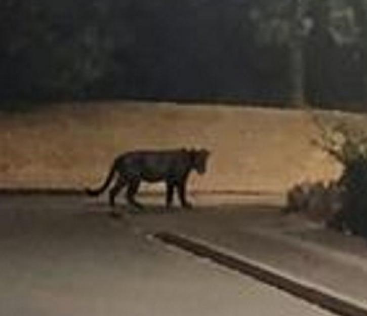 A photo taken by Clare Hodges of a suspected panther on a housing estate.