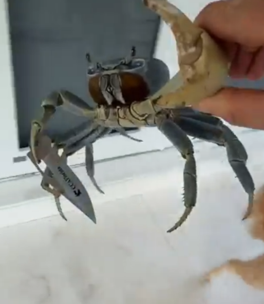 A blue crab holding a knife.