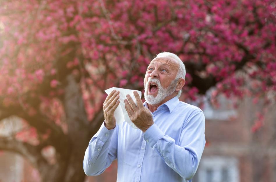 Senior man sneezing into a fabric napkin in front of a blooming tree.
