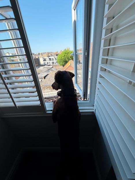 A dog looking out a partially open window at a cityscape.