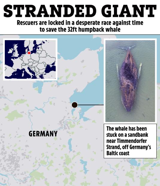 Illustration of a stranded humpback whale on a sandbank near Timmendorfer Strand, Germany, shown with a map of its location.