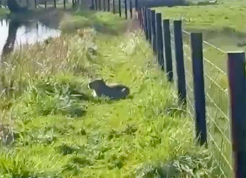 SNCapybara1 - video shows missing capybara after public hunt