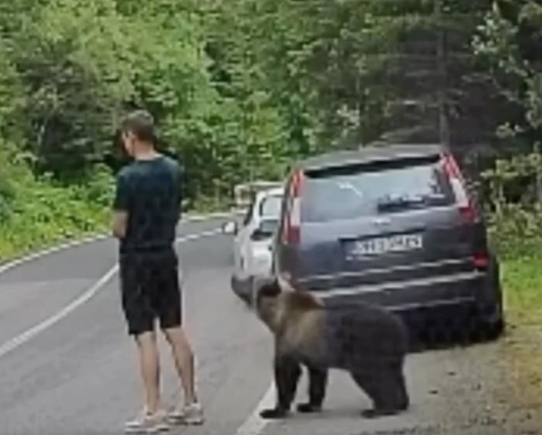 Terrifying Encounter: Tourist Paralyzed as Bear Attacks, Then Fleeing in Fear!