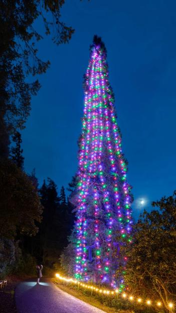 UK's Must-See Attraction Features the World's Tallest Christmas Tree – and It Takes a Crane to Adorn It!