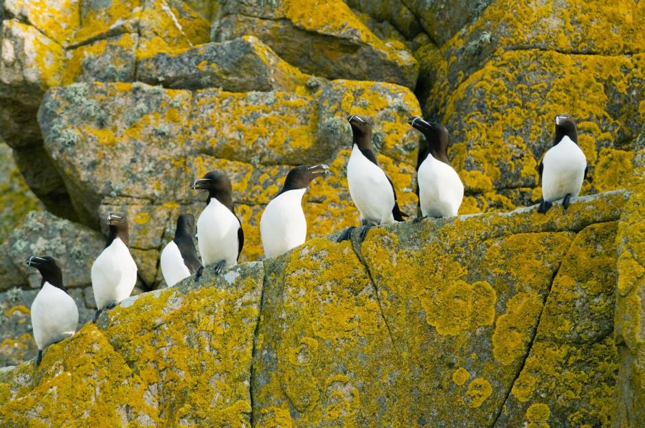Razorbills resembling penguins on a rocky cliff covered in yellow lichen in Saltee Islands, Ireland.