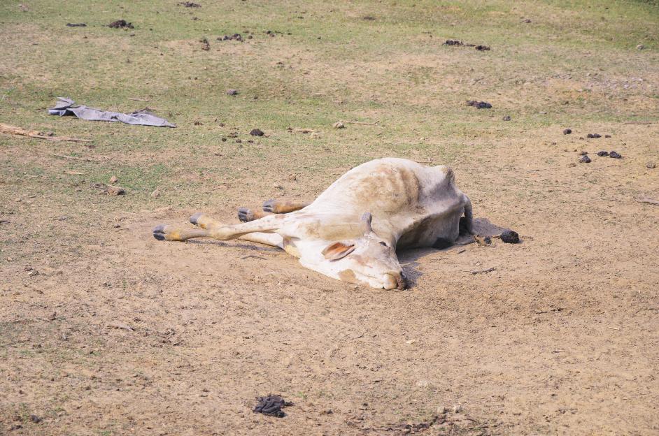 Dying cow lying on the ground by some disease