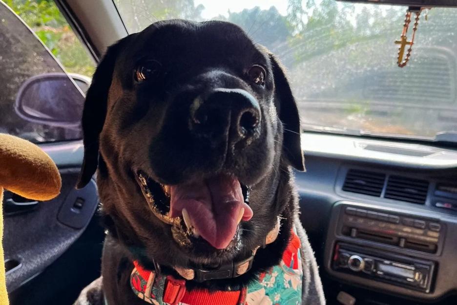 Labrador Accidentally Fires Loaded Shotgun, Hitting Nearby Driver and Injuring Woman