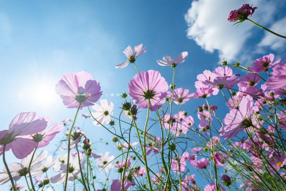 Cosmos