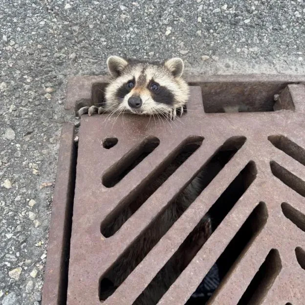 Hapless raccoon rescued by police after getting head stuck in drain
