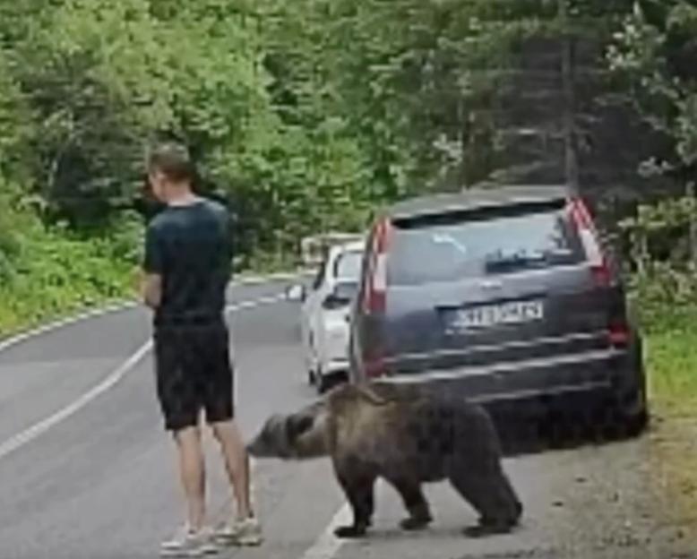 VIDEO: Moment wild bear creeps up on distracted tourist taking selfies