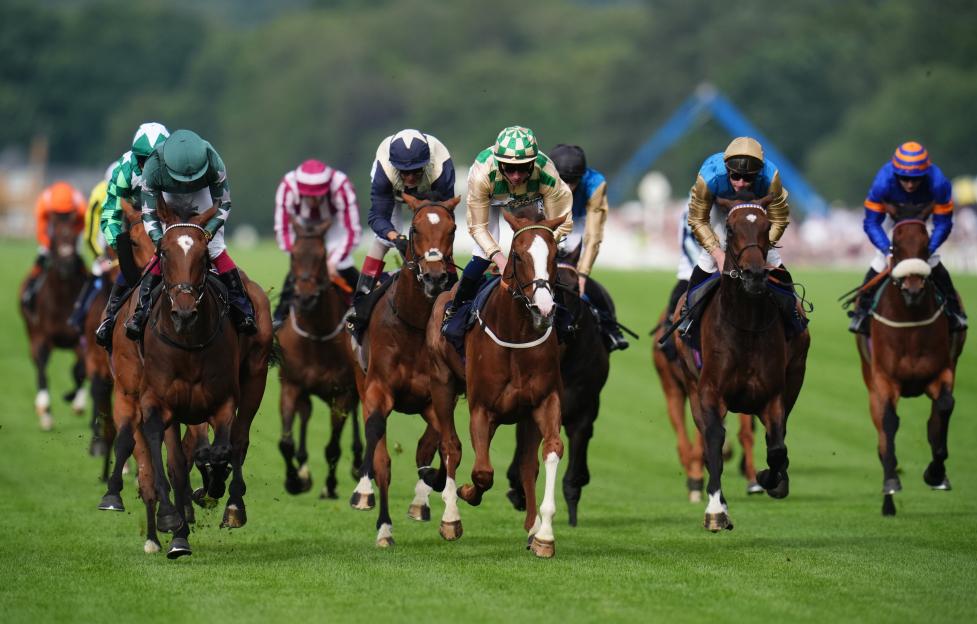 Several horses and jockeys racing across a green grass track at Royal Ascot.