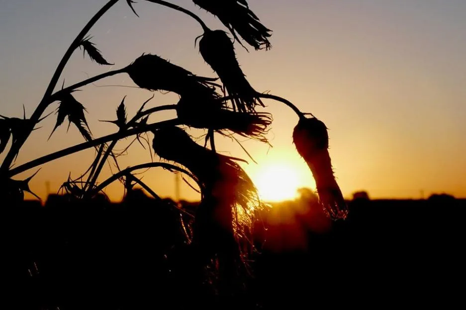 When is sunrise today? Full list of UK sunrise times for the rest of 2026